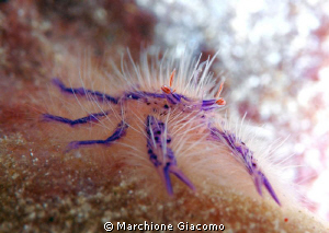 Red eyes
Nikon D200, 105 micro, twin strobo
Wakatobi 2010 by Marchione Giacomo 